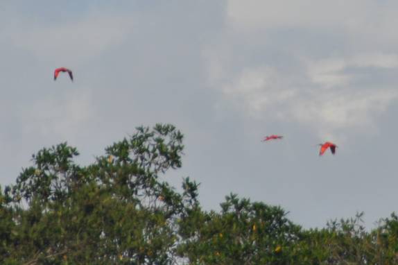 Revoada de guarás-vermelhos em Apicum Açu, nas Reentrâncias Maranhenses - MA